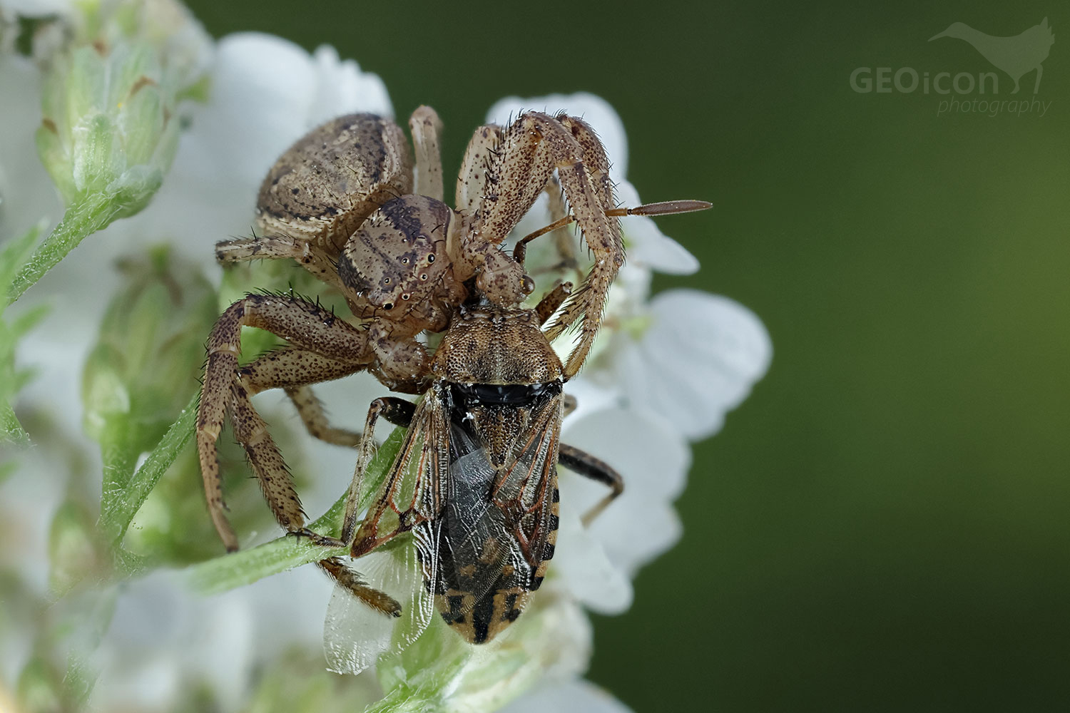A crab spider (Xysticus)