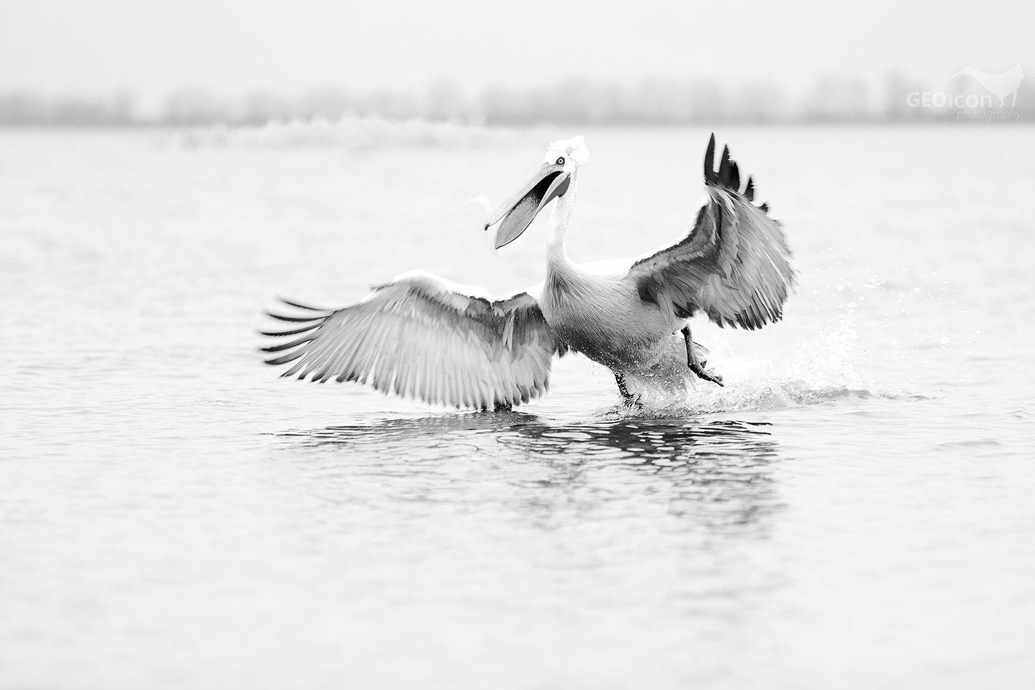Dalmatian pelican / pelikán kadeřavý (Pelecanus crispus)