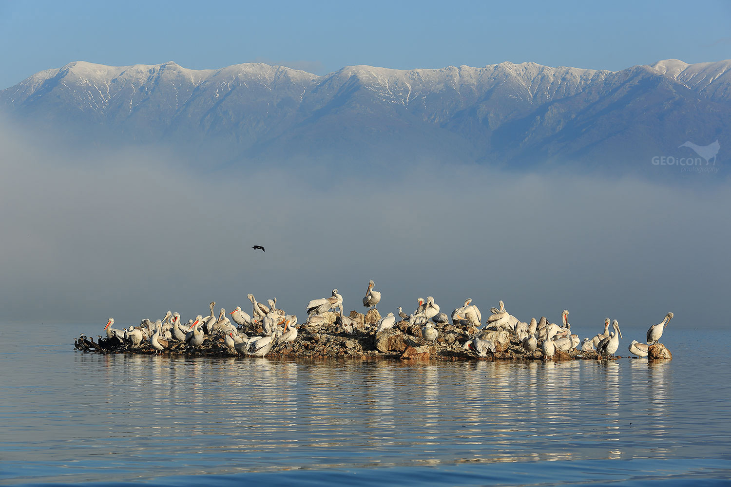 Dalmatian pelican / pelikán kadeřavý (Pelecanus crispus)