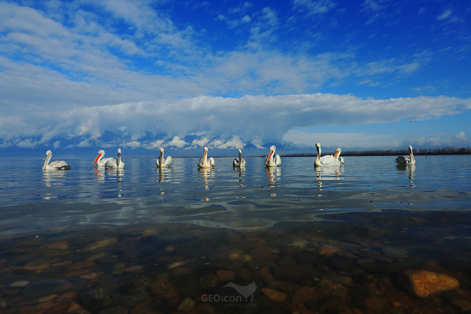 Dalmatian pelican / pelikán kadeřavý (Pelecanus crispus)