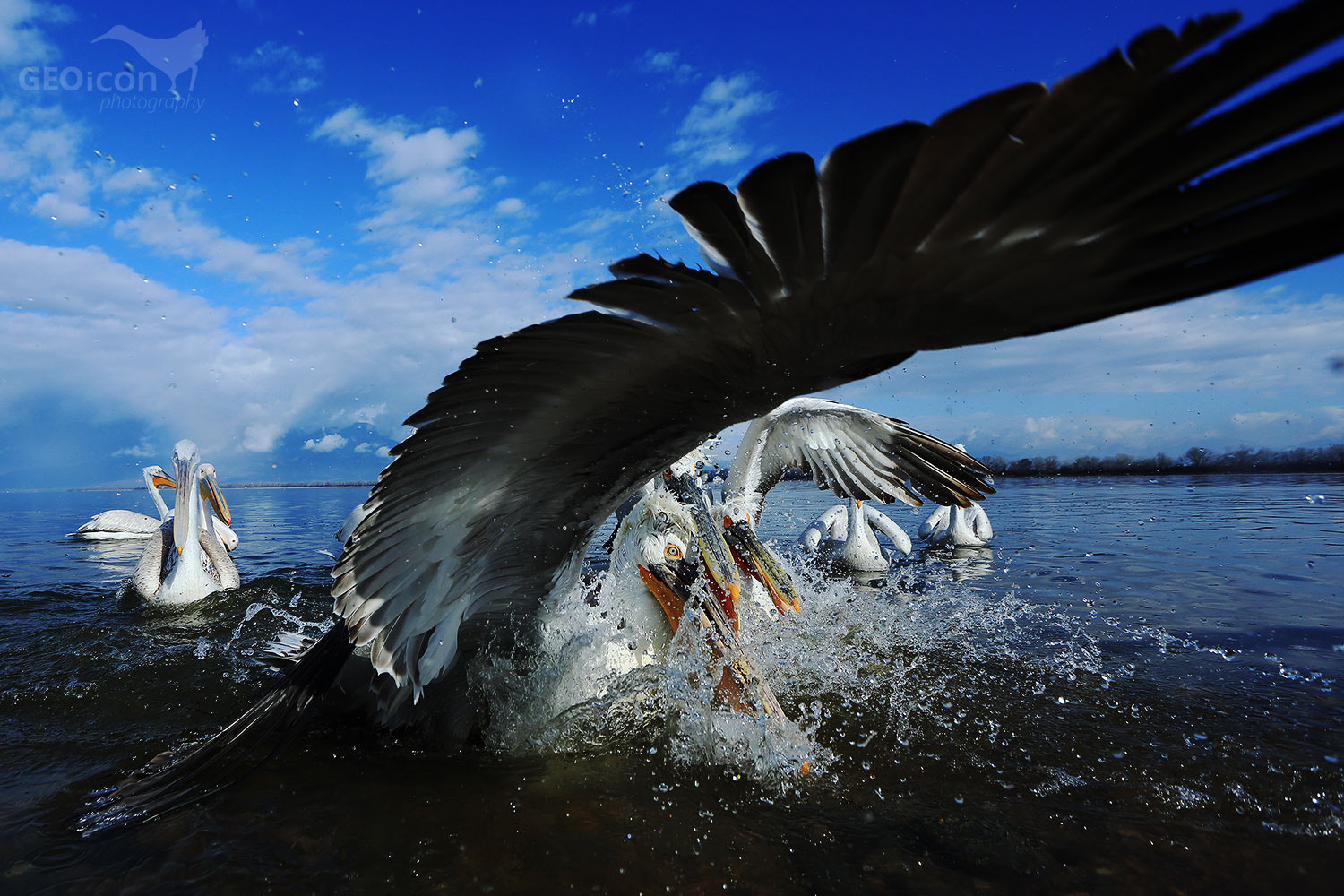 Dalmatian pelican / pelikán kadeřavý (Pelecanus crispus)