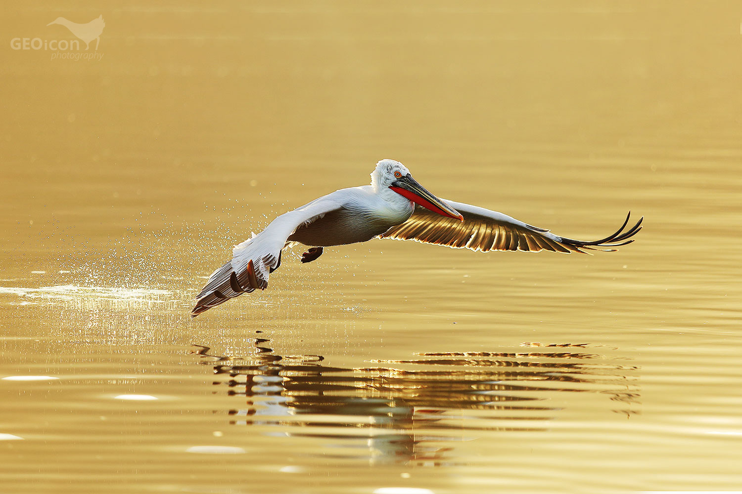 Dalmatian pelican / pelikán kadeřavý (Pelecanus crispus)