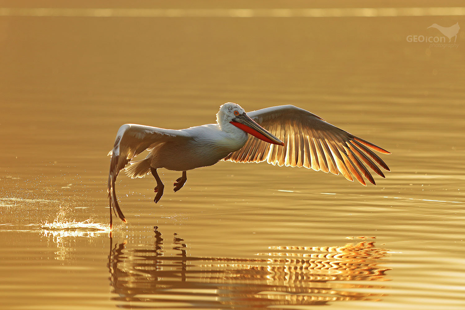Dalmatian pelican / pelikán kadeřavý (Pelecanus crispus)