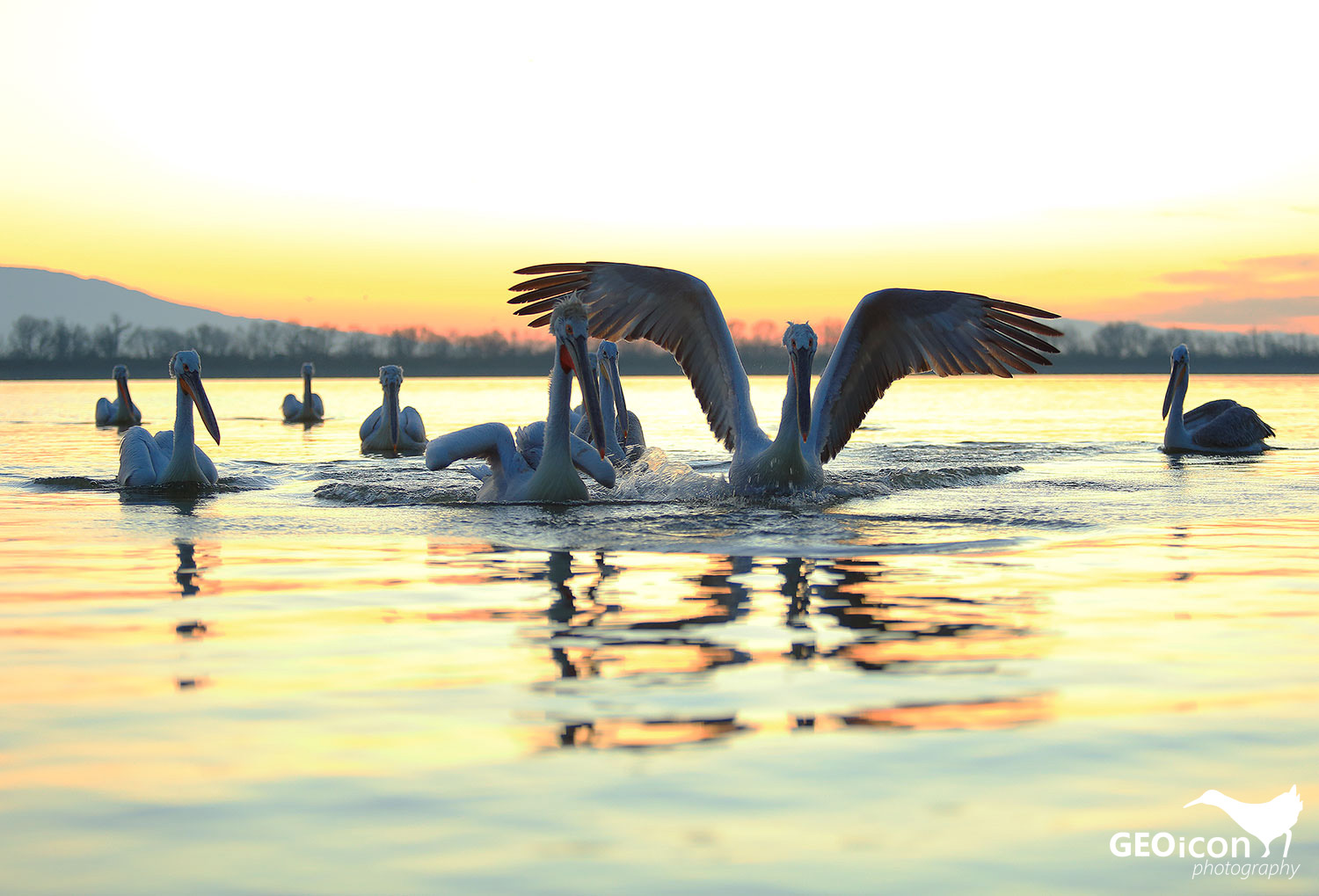 Dalmatian pelican / pelikán kadeřavý (Pelecanus crispus)