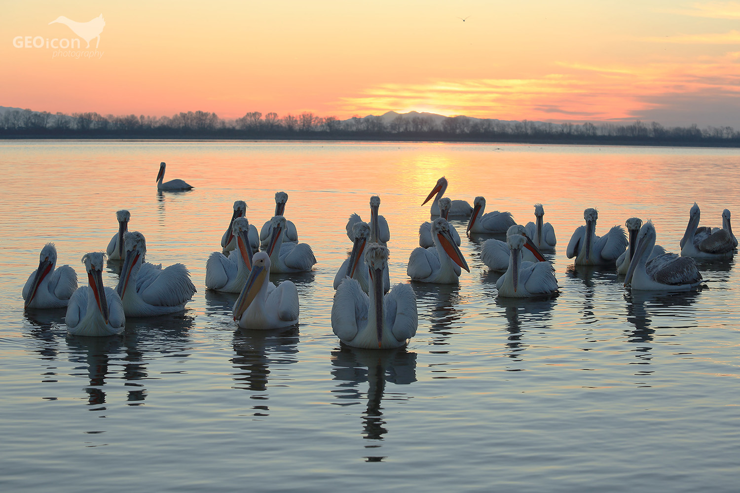 Dalmatian pelican / pelikán kadeřavý (Pelecanus crispus)