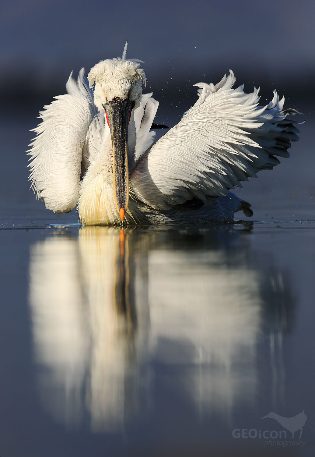 Dalmatian pelican / pelikán kadeřavý (Pelecanus crispus)