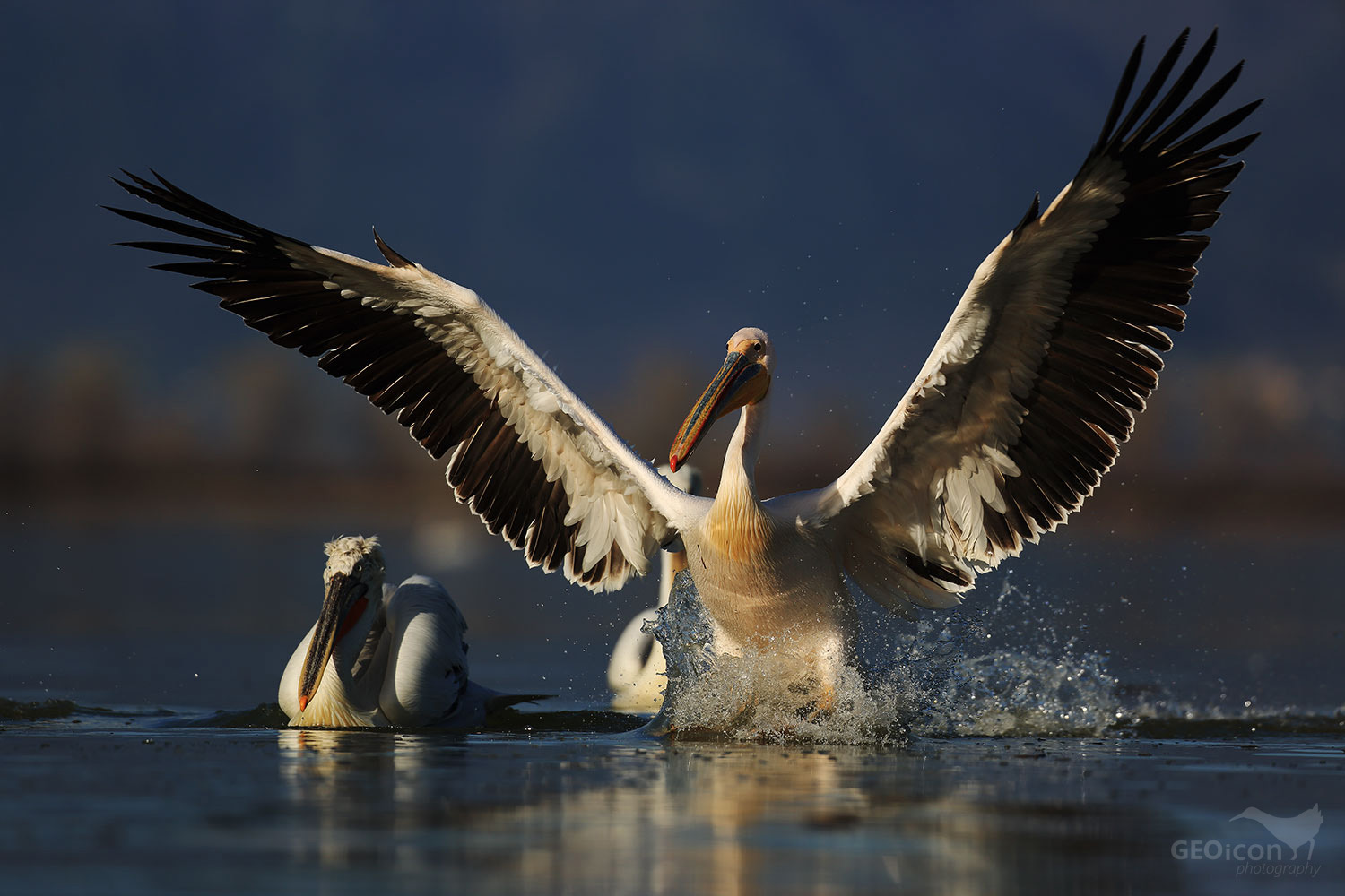 White pelican / pelikán bílý (Pelecanus onocrotalus)