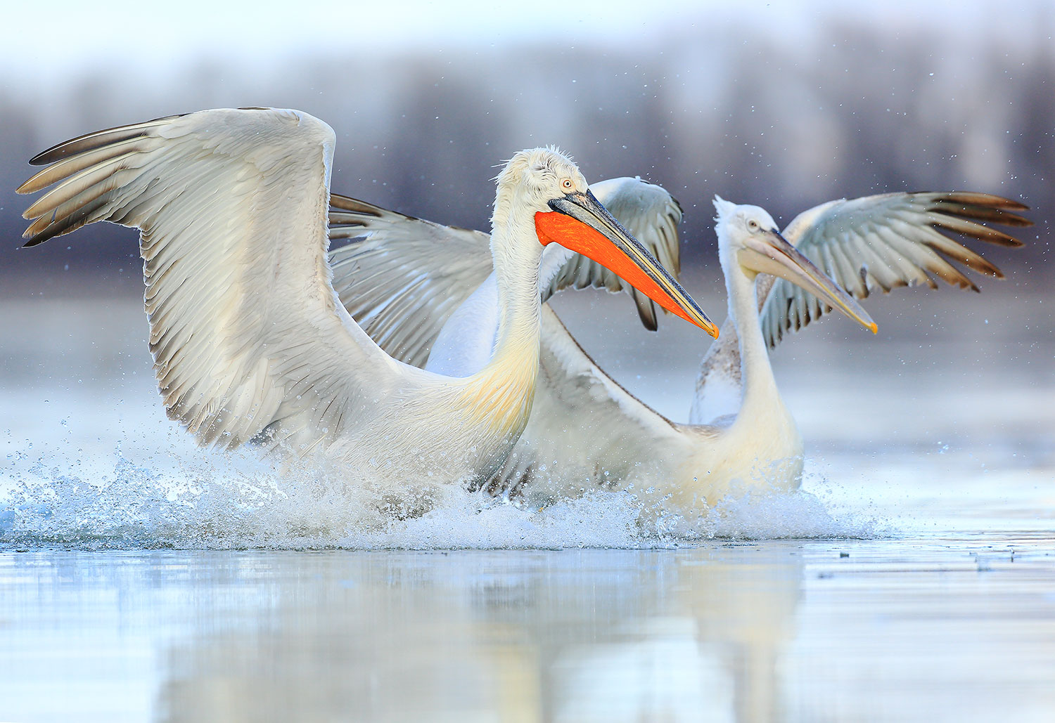 Dalmatian pelican / pelikán kadeřavý (Pelecanus crispus)