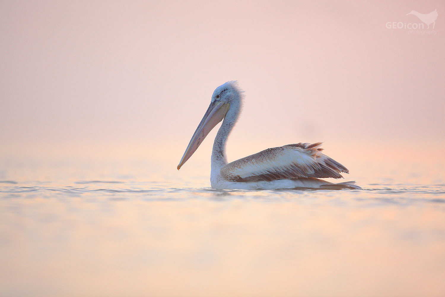 Dalmatian pelican / pelikán kadeřavý (Pelecanus crispus)