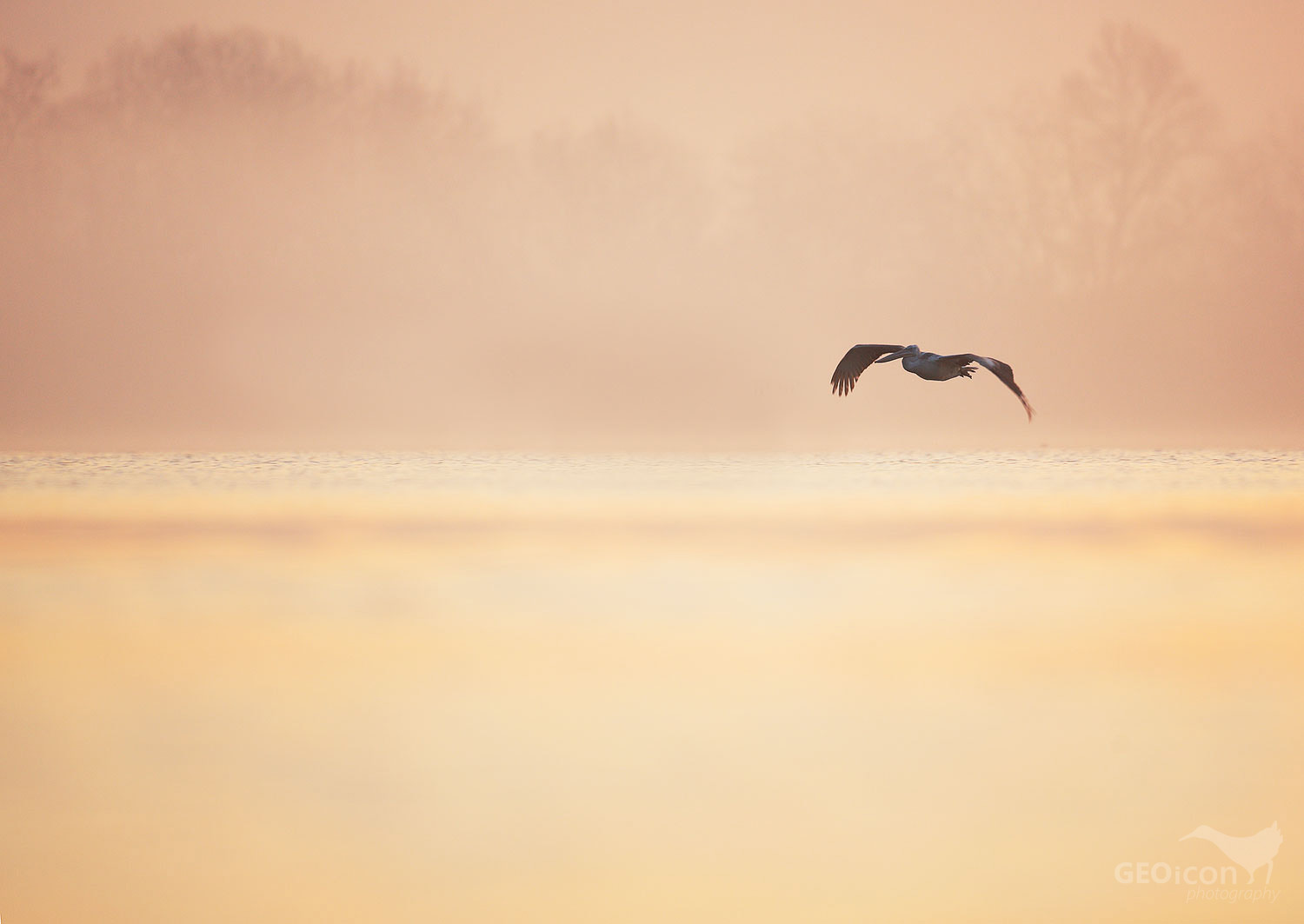 Dalmatian pelican / pelikán kadeřavý (Pelecanus crispus)