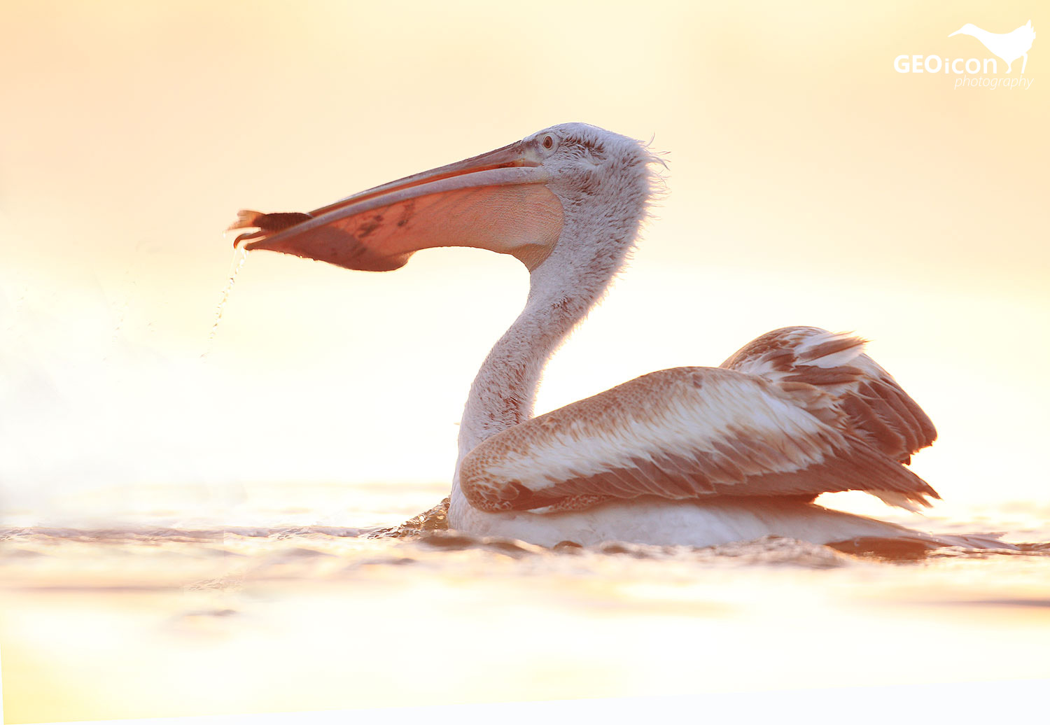 Dalmatian pelican / pelikán kadeřavý (Pelecanus crispus)