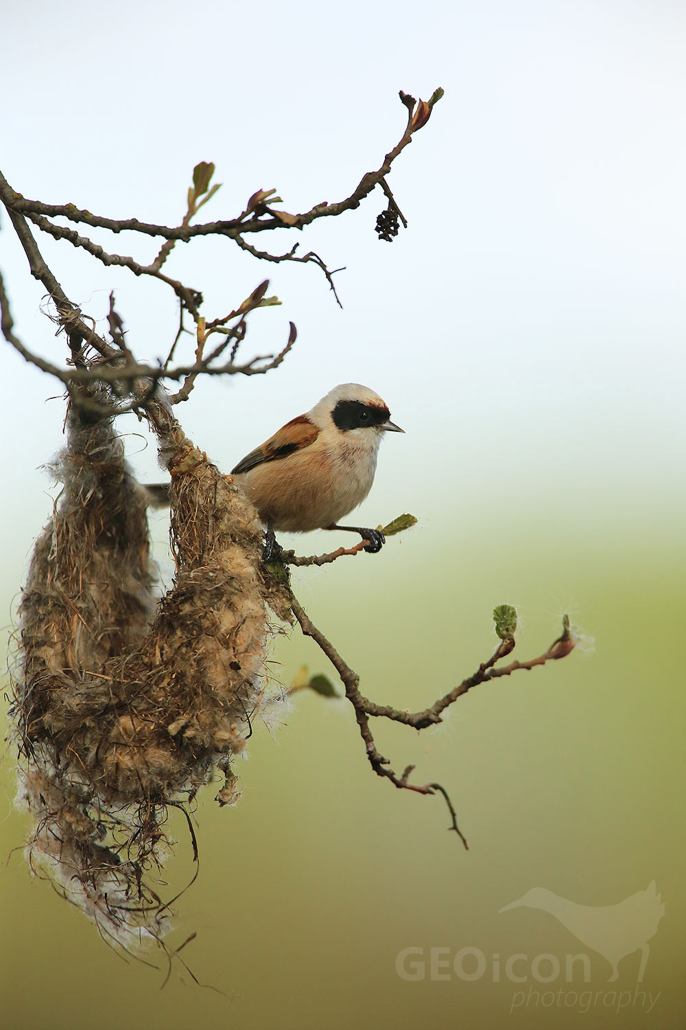 Penduline tit / moudivláček lužní (Remiz pendulinus)