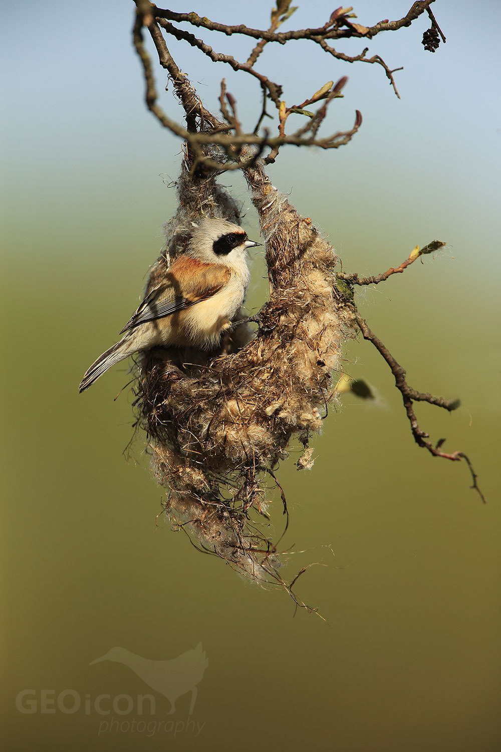Penduline tit / moudivláček lužní (Remiz pendulinus)