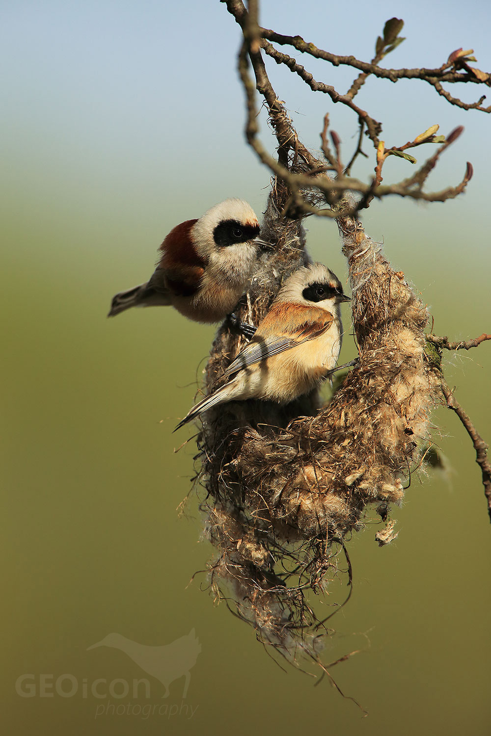 Penduline tit / moudivláček lužní (Remiz pendulinus)