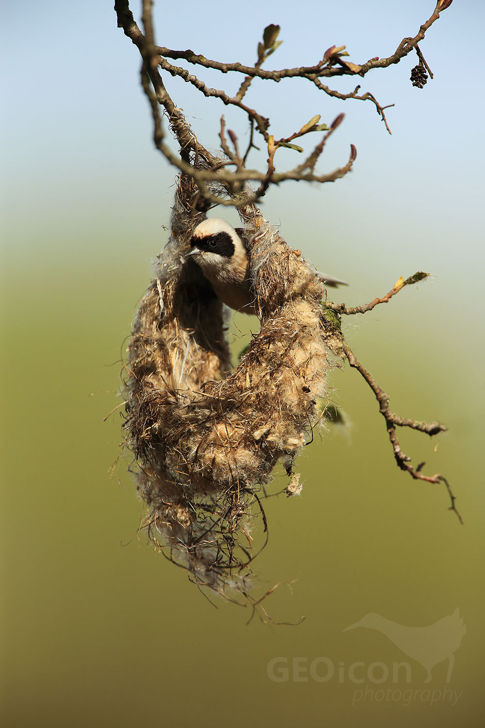 Penduline tit / moudivláček lužní (Remiz pendulinus)