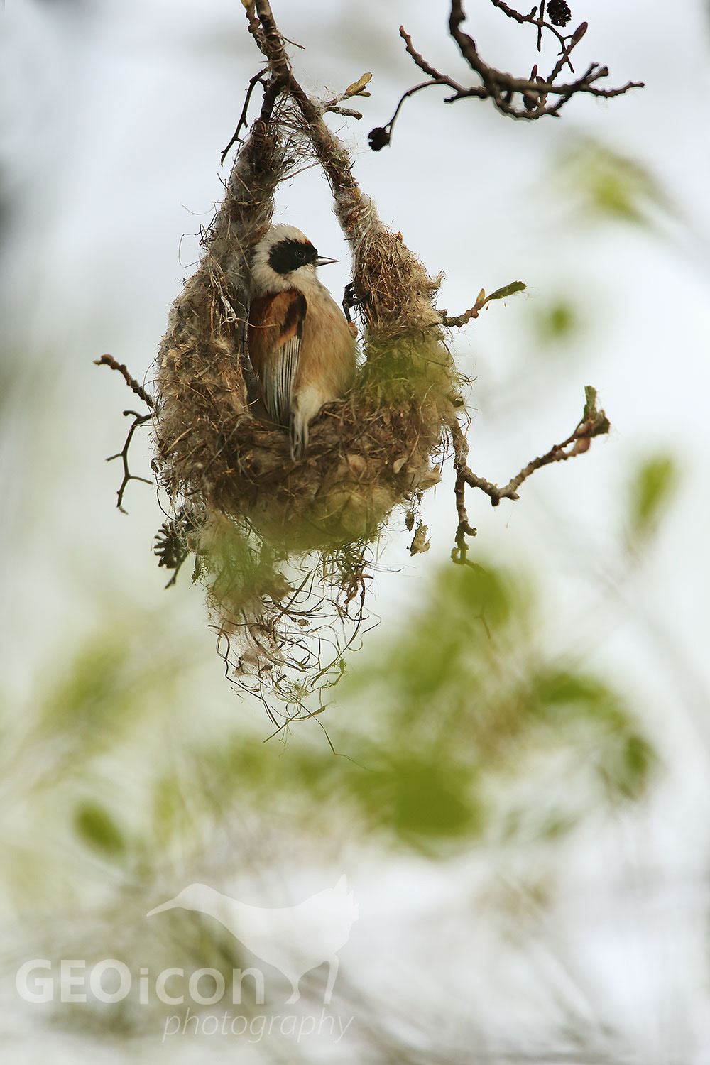 Penduline tit / moudivláček lužní (Remiz pendulinus)