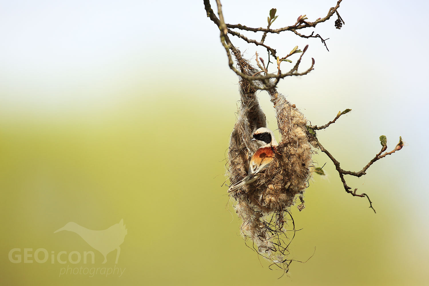 Penduline tit / moudivláček lužní (Remiz pendulinus)
