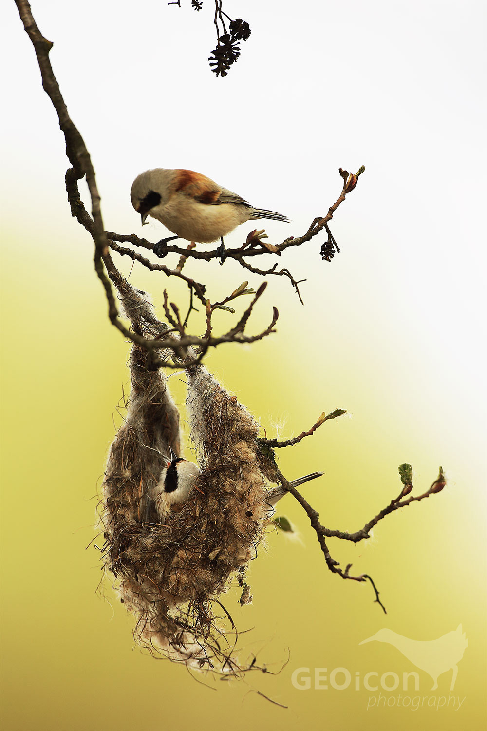 Penduline tit / moudivláček lužní (Remiz pendulinus)