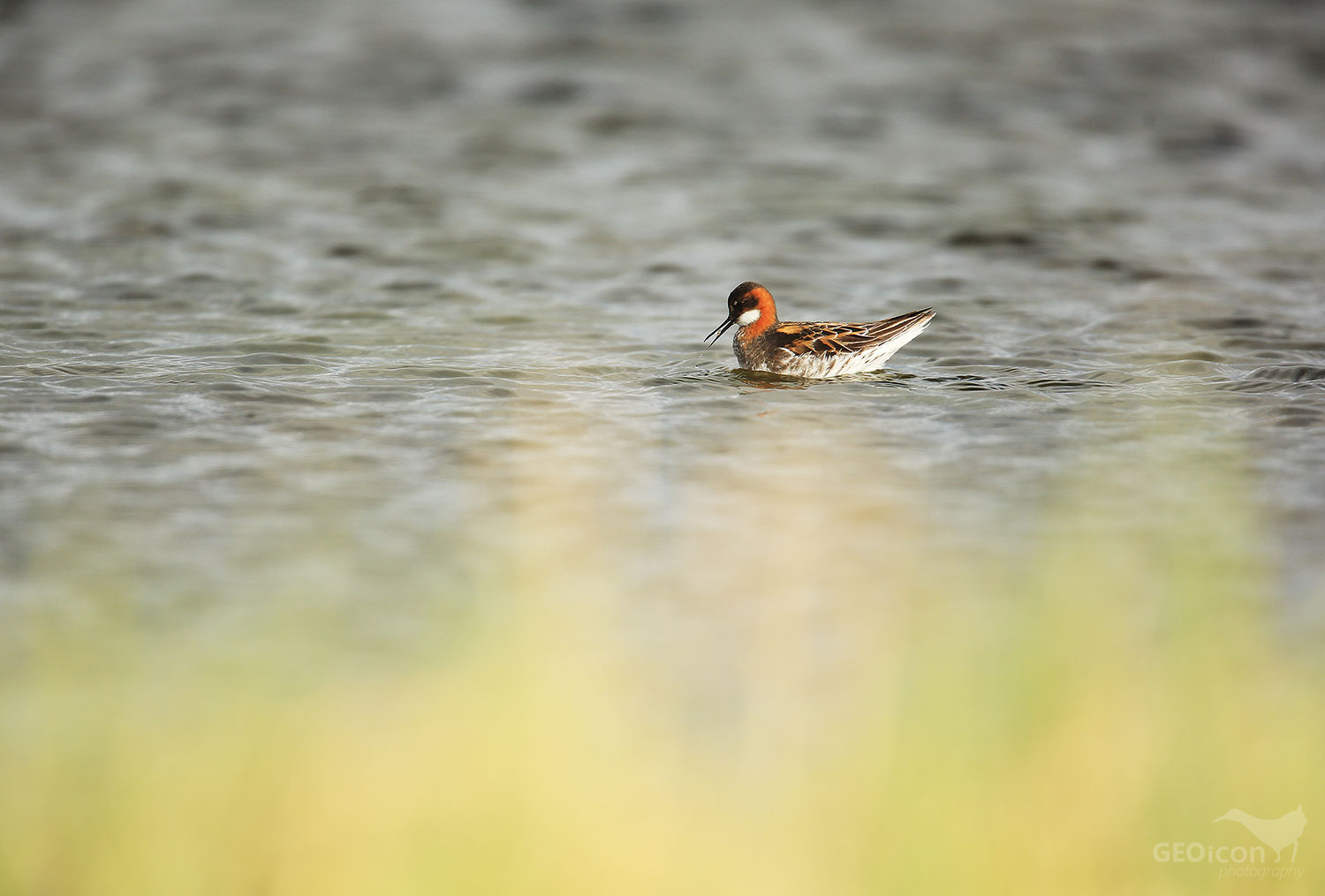 Red necked phalarope / lyskonoh úzkozobý (Phalaropus lobatus)