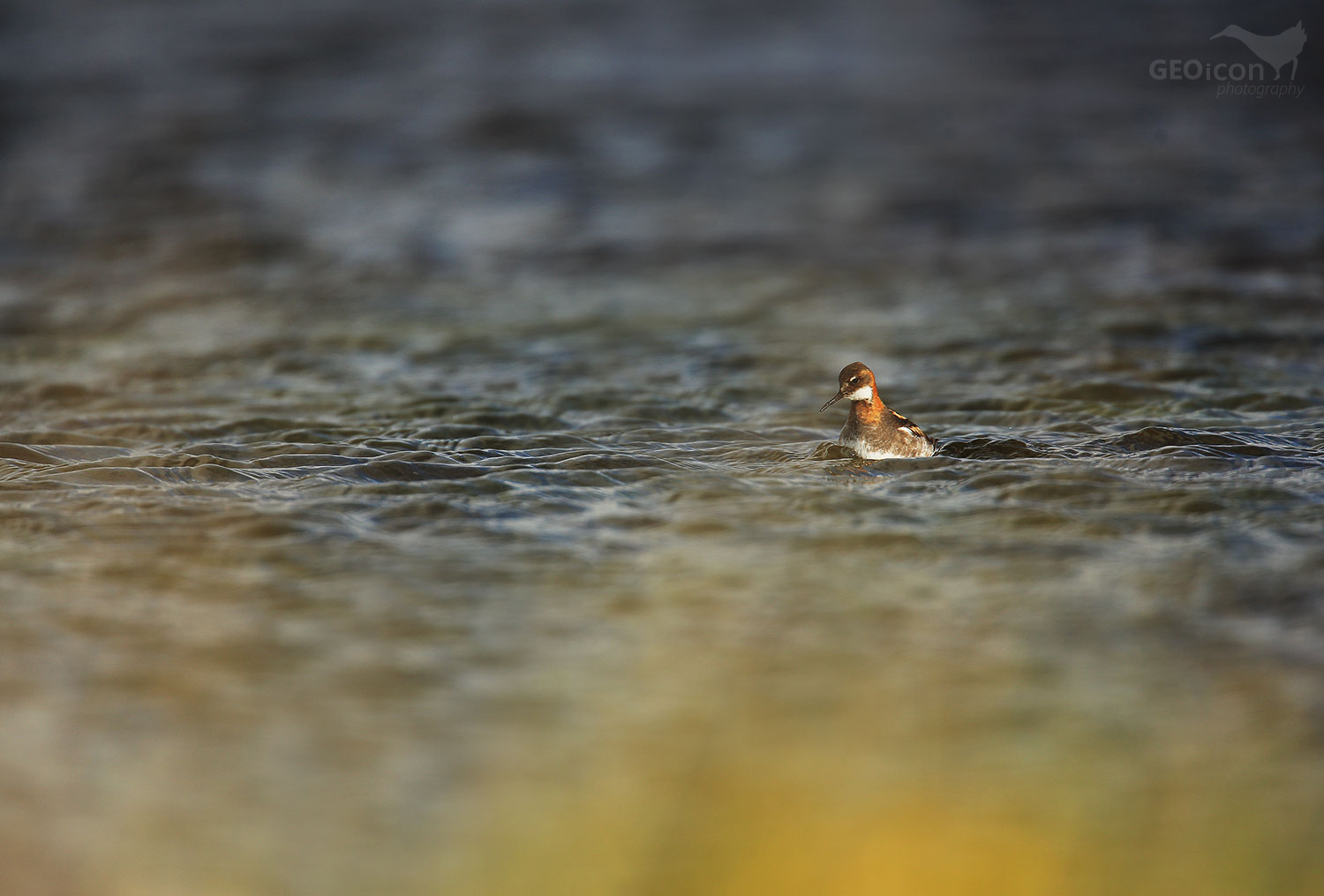Red necked phalarope / lyskonoh úzkozobý (Phalaropus lobatus)