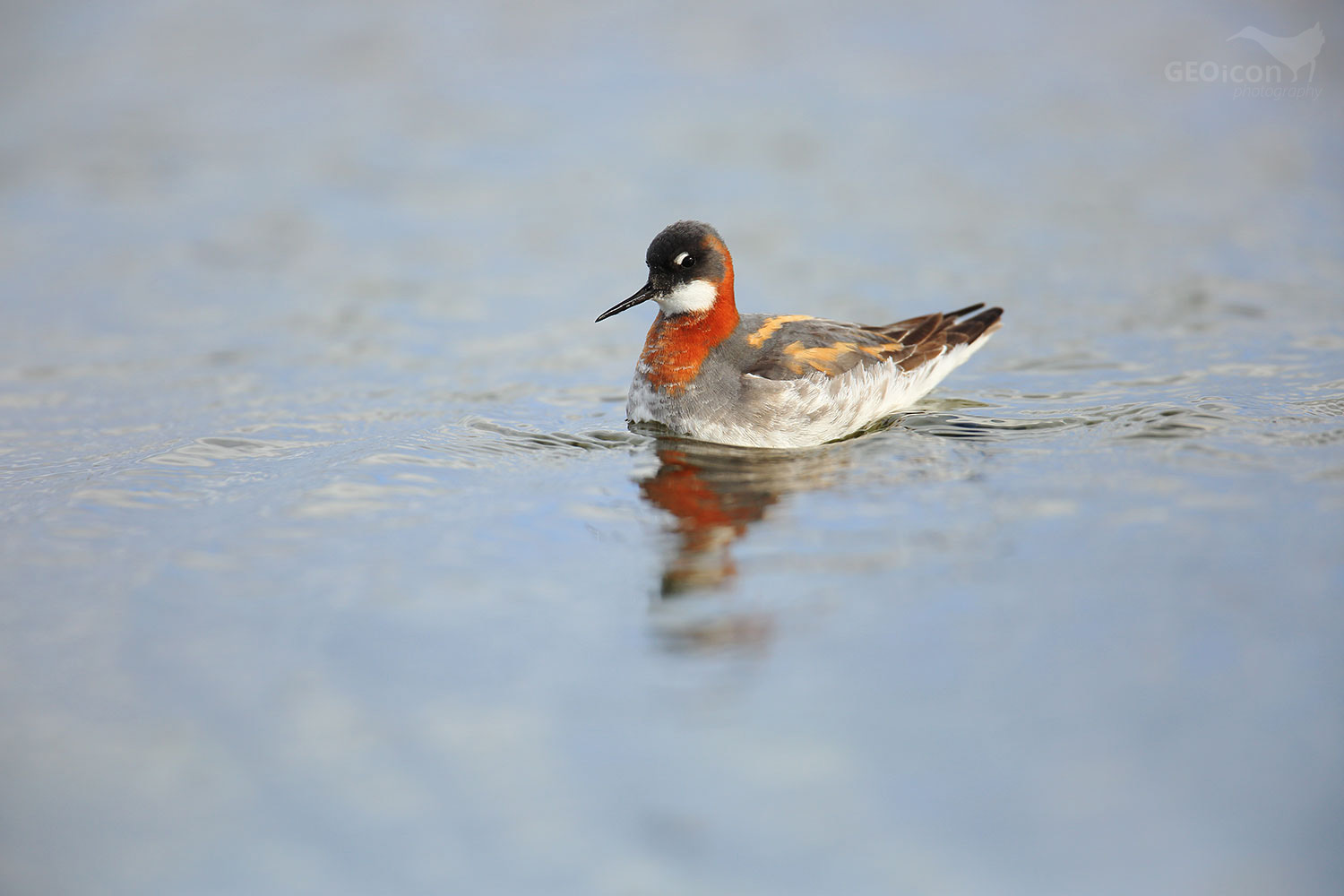 Red necked phalarope / lyskonoh úzkozobý (Phalaropus lobatus)