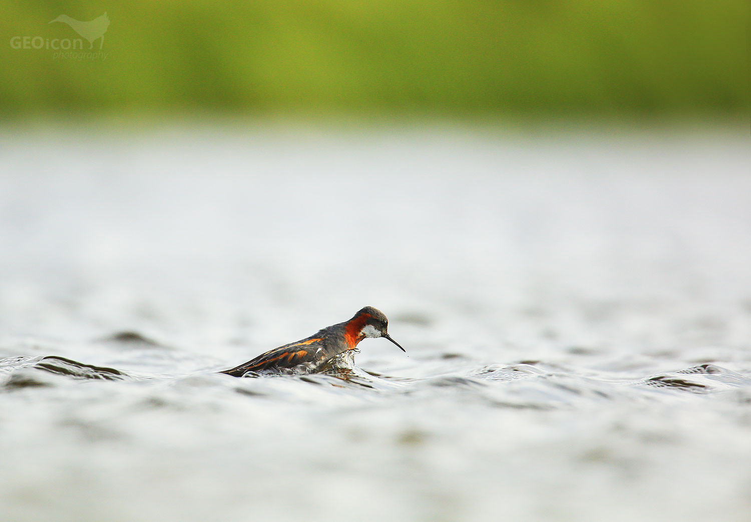 Red necked phalarope / lyskonoh úzkozobý (Phalaropus lobatus)