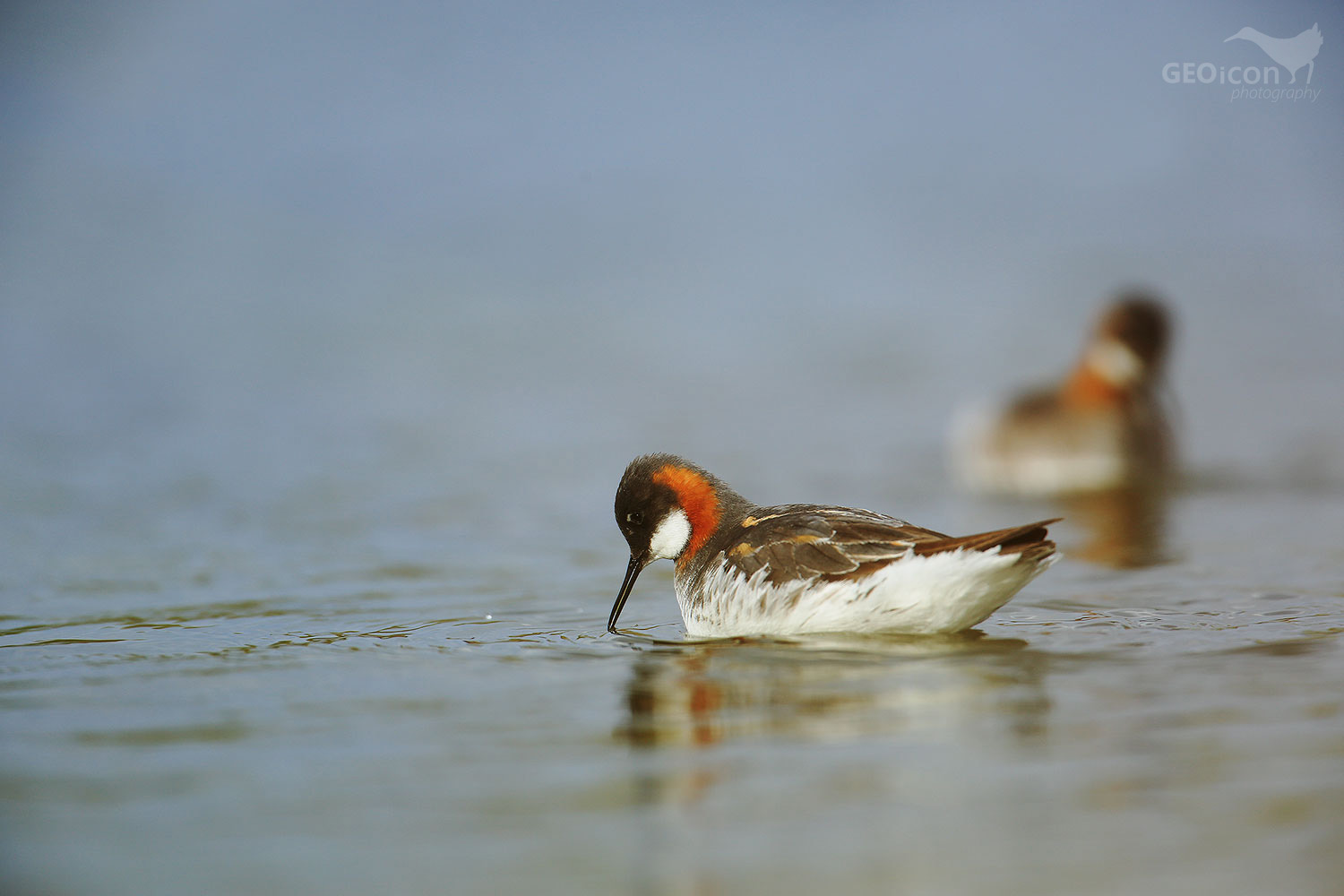 Red necked phalarope / lyskonoh úzkozobý (Phalaropus lobatus)
