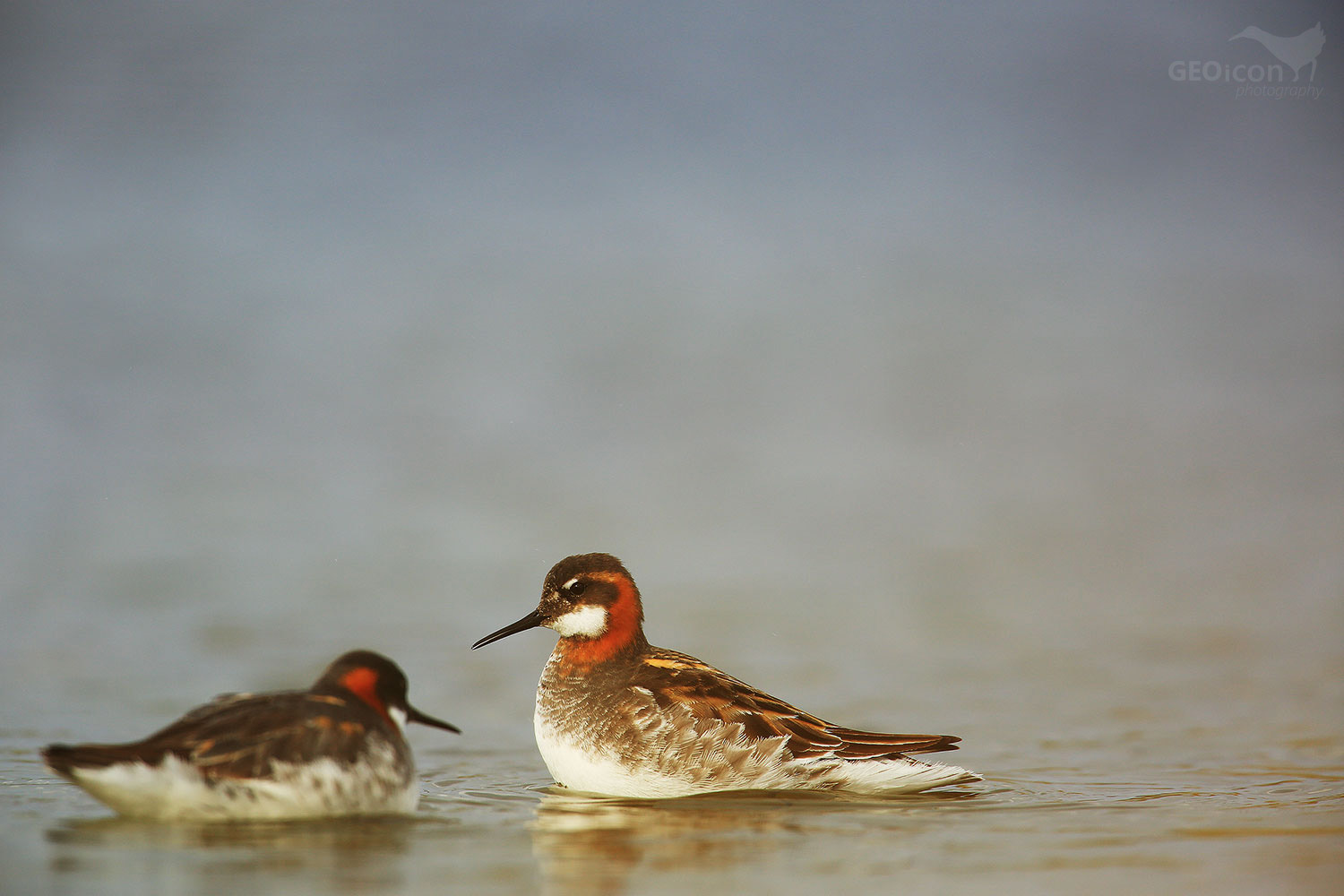 Red necked phalarope / lyskonoh úzkozobý (Phalaropus lobatus)