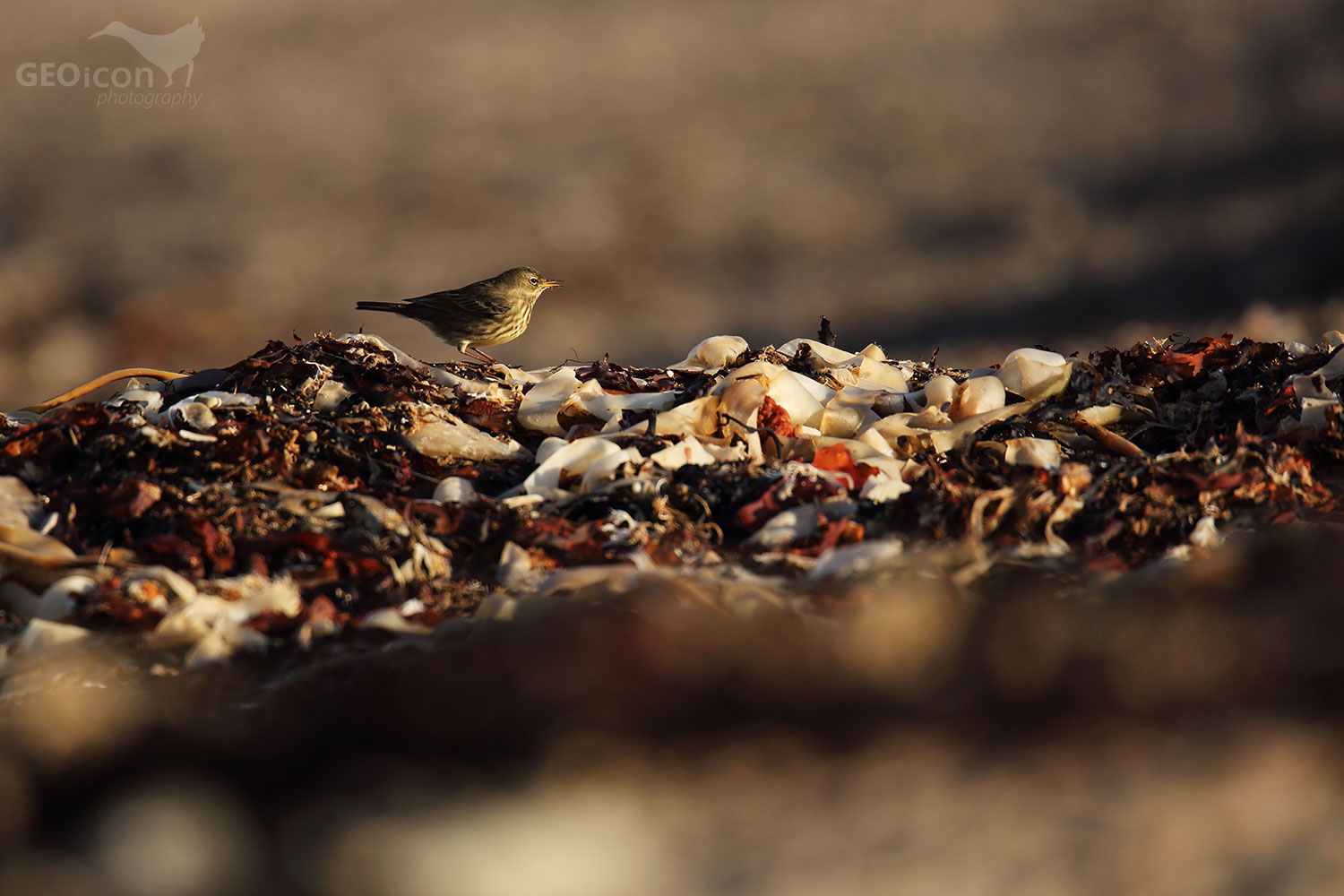 Rock pipit / linduška skalní (Anthus petrosus)