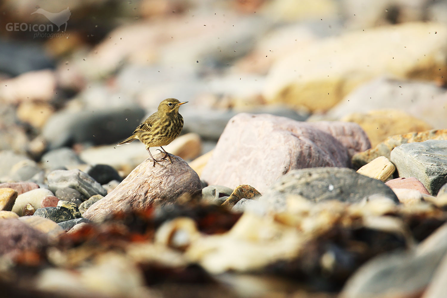 Rock pipit / linduška skalní (Anthus petrosus)