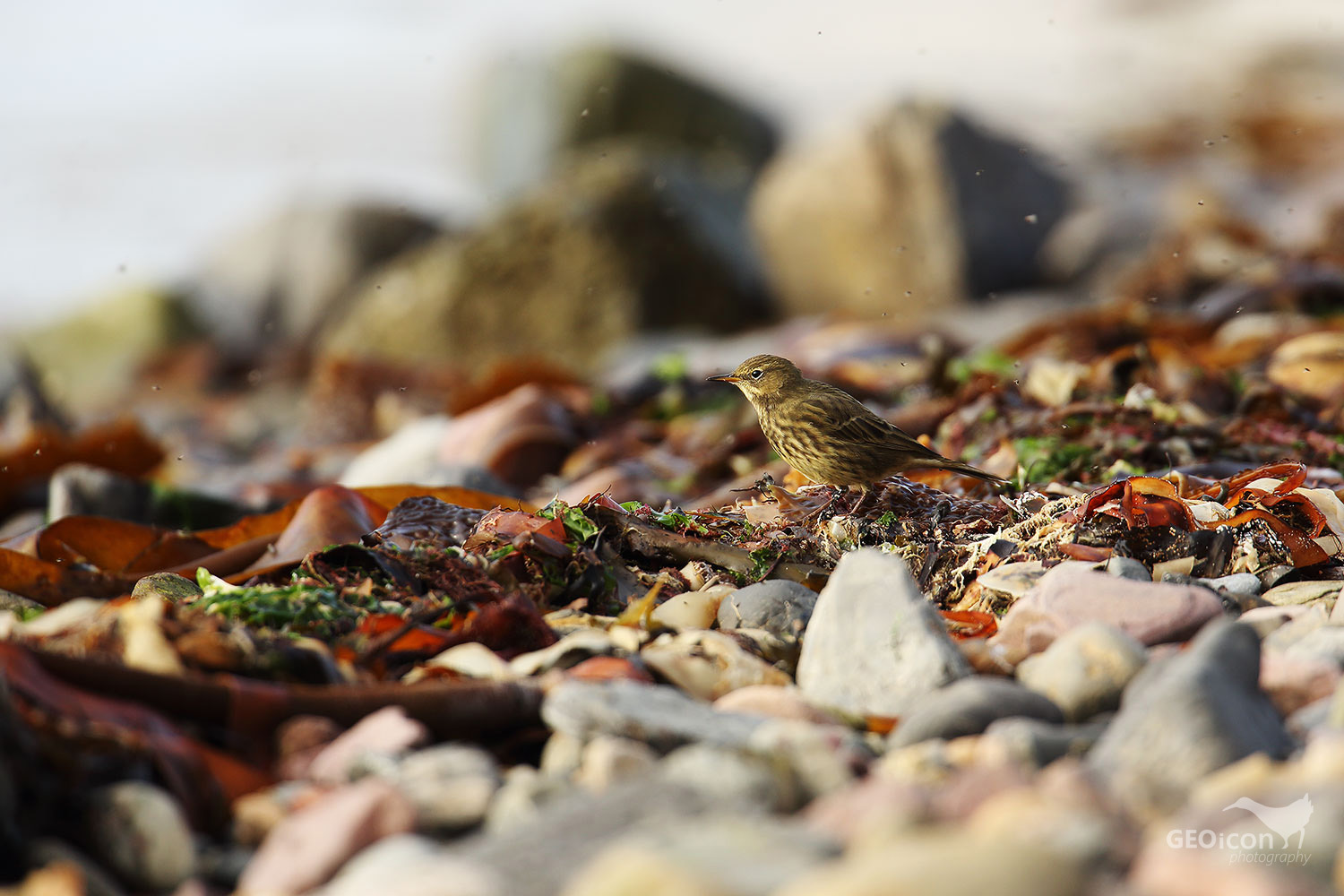 Rock pipit / linduška skalní (Anthus petrosus)