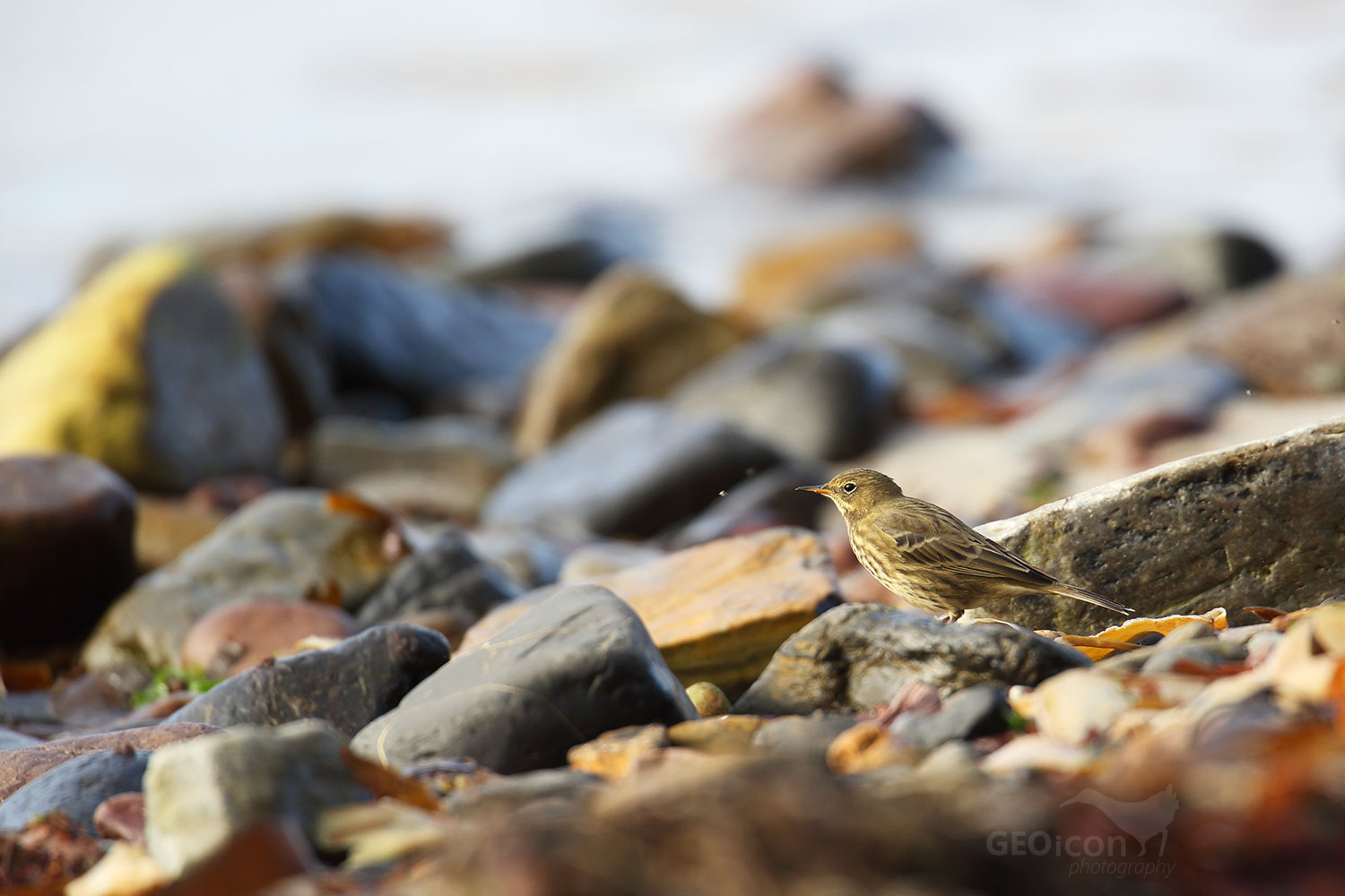 Rock pipit / linduška skalní (Anthus petrosus)