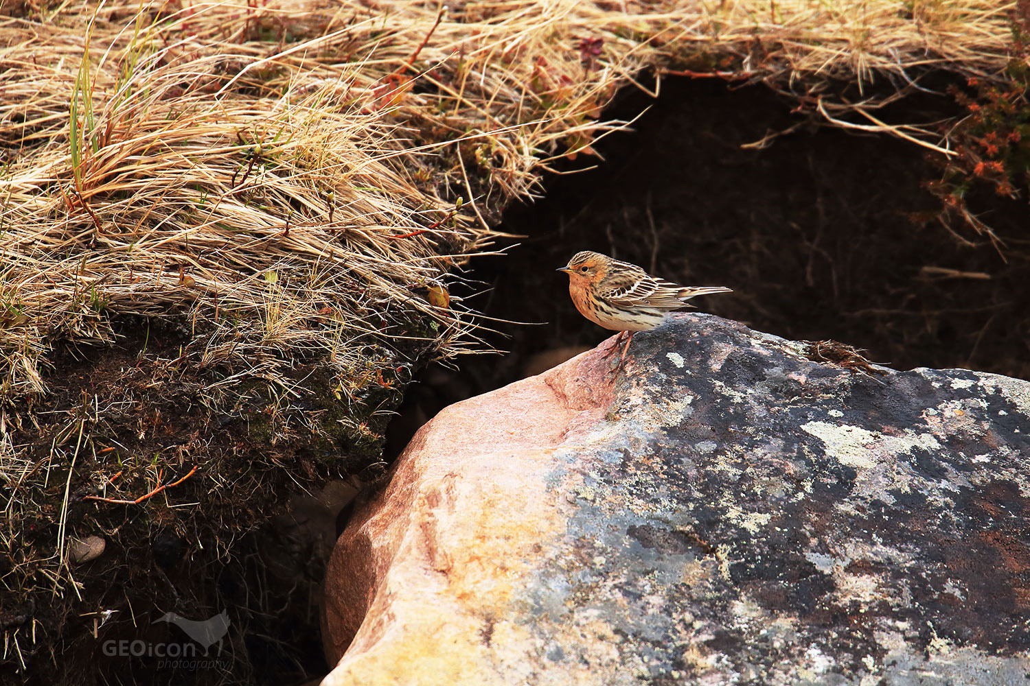 Red throated pipit / linduška rudokrká (Anthus cervinus)