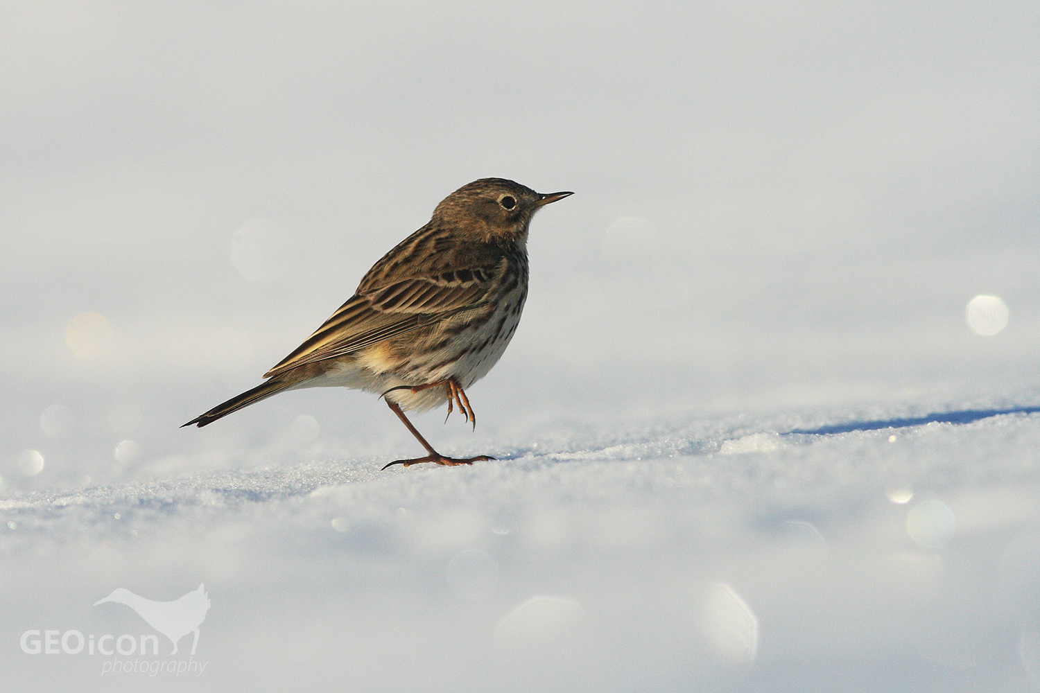Meadow pipit / linduška luční (Anthus pratensis)