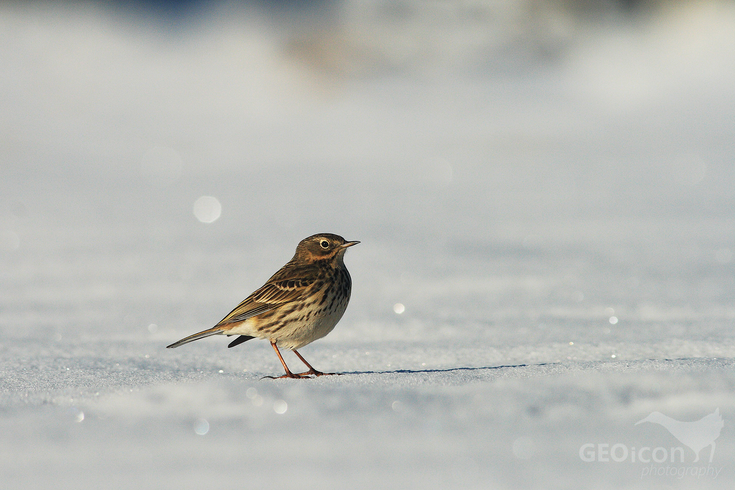Meadow pipit / linduška luční (Anthus pratensis)