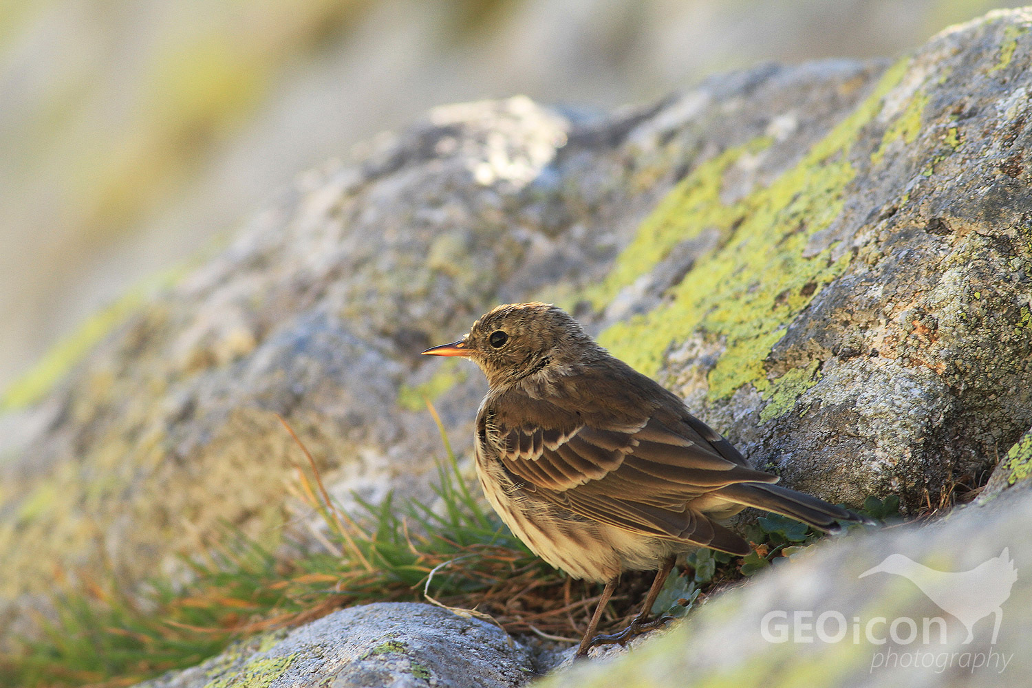 Water pipit / linduška horská (Anthus spinoletta)