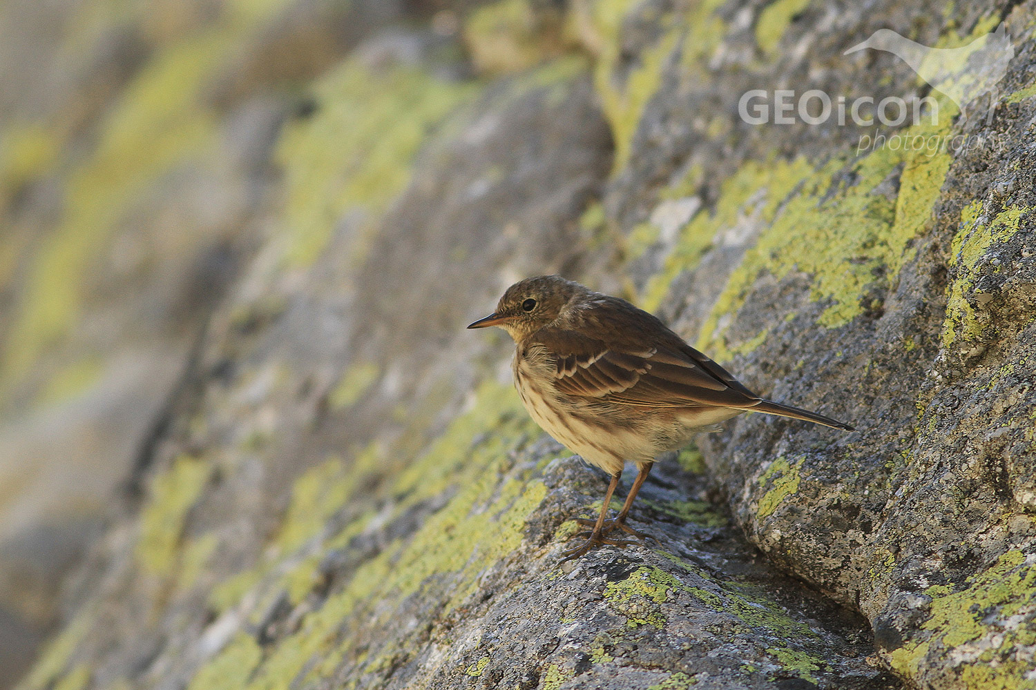 Water pipit / linduška horská (Anthus spinoletta)