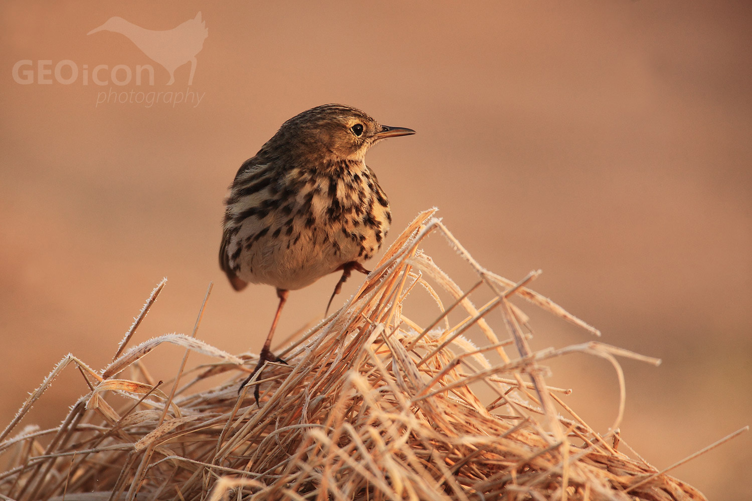 Meadow pipit / linduška luční (Anthus pratensis)