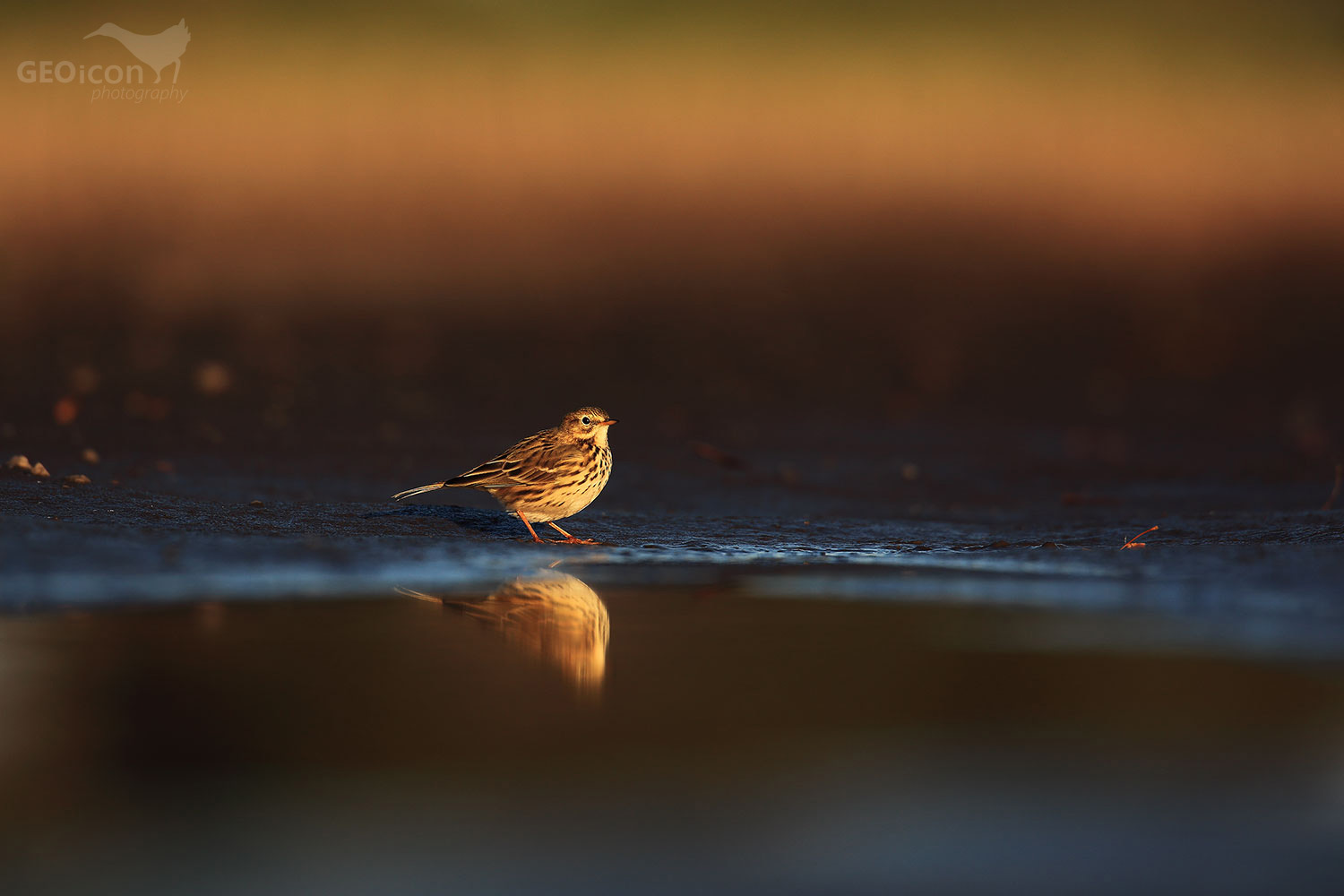 Meadow pipit / linduška luční (Anthus pratensis)