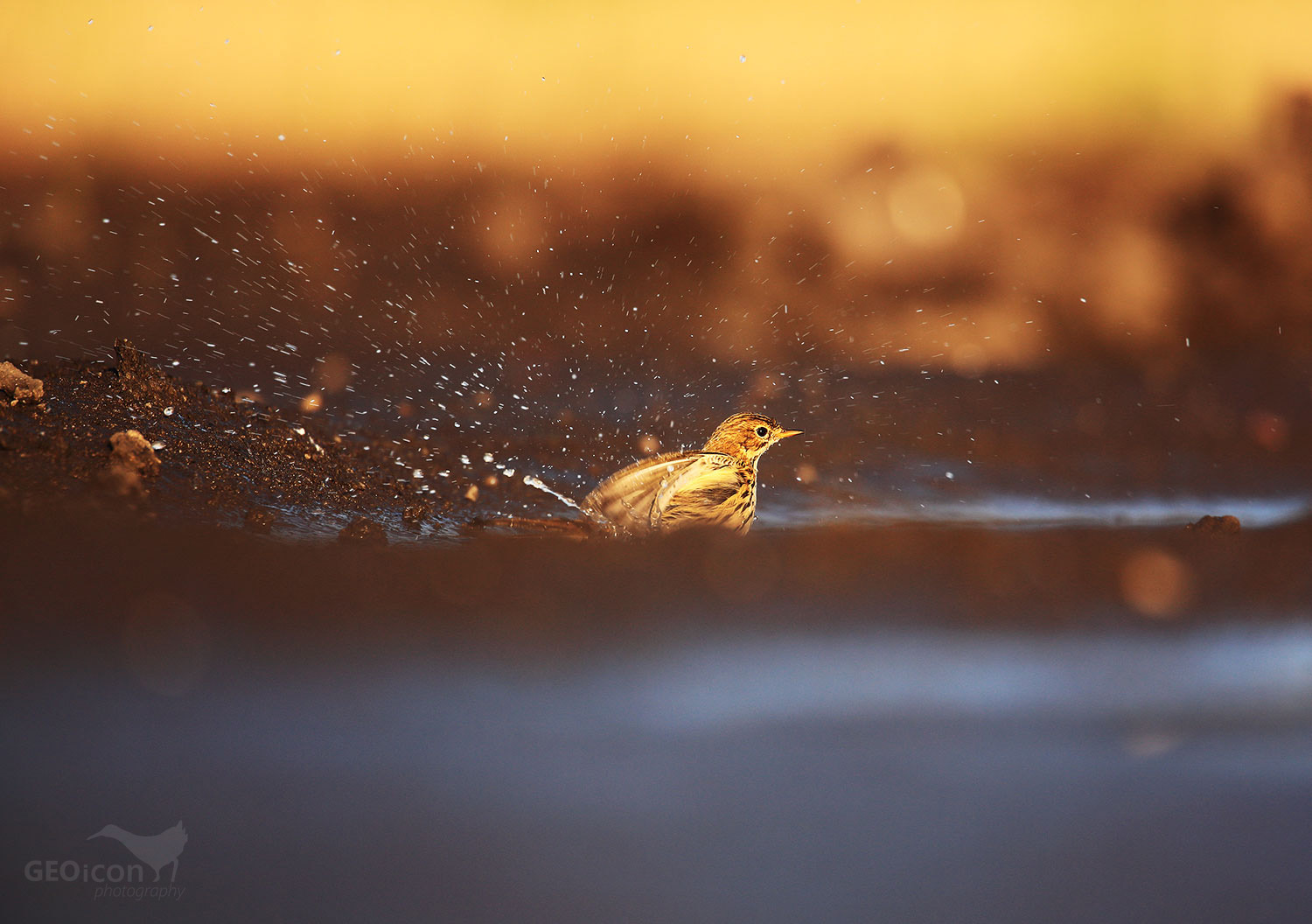 Meadow pipit / linduška luční (Anthus pratensis)