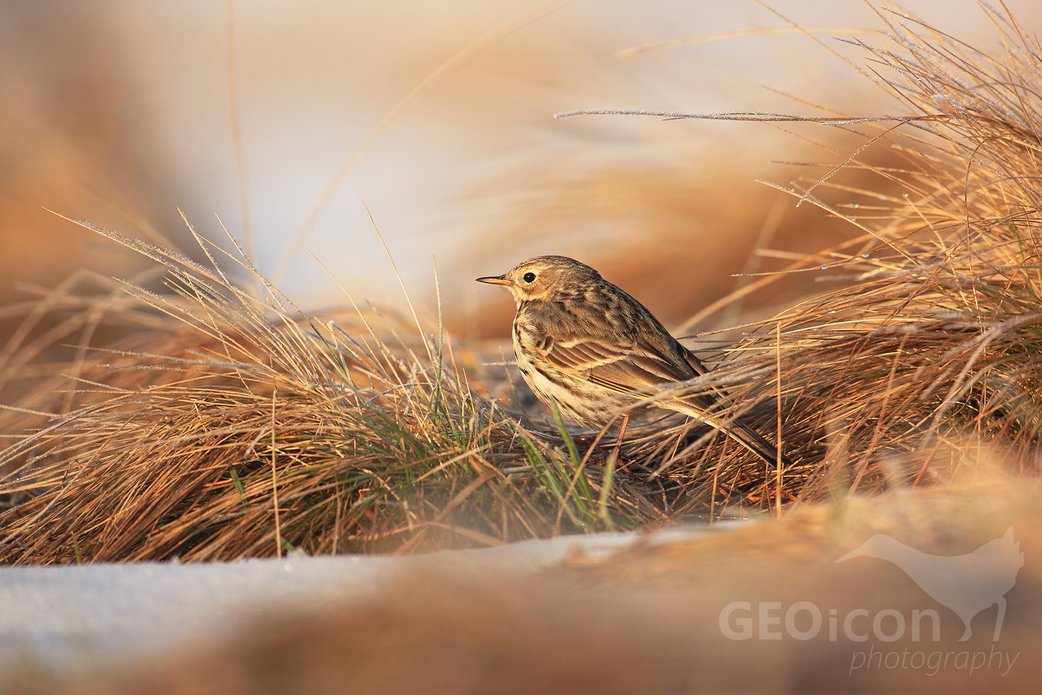 Meadow pipit / linduška luční (Anthus pratensis)