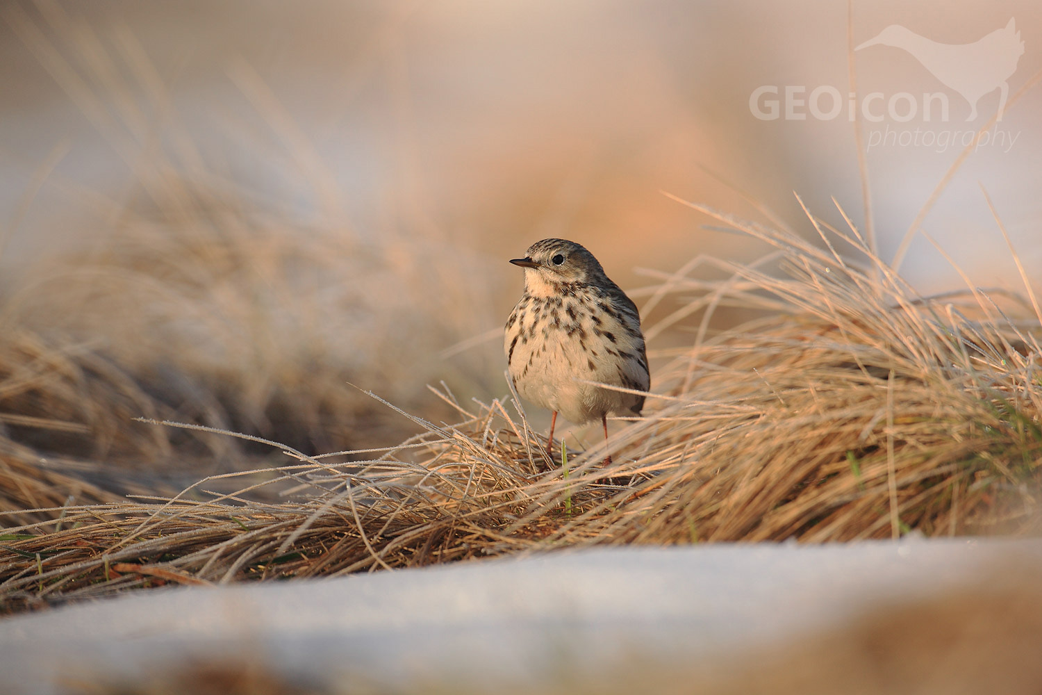 Meadow pipit / linduška luční (Anthus pratensis)