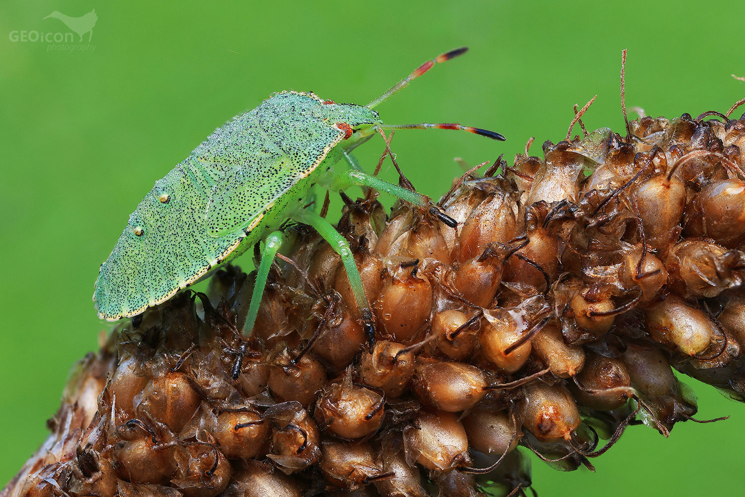 Palomena prasina / kněžice trávozelená
