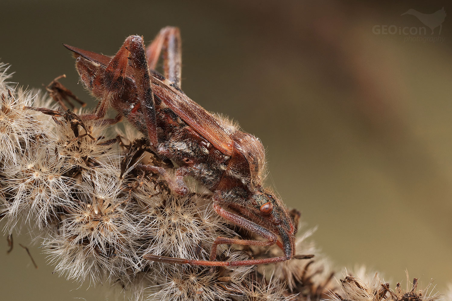Western conifer seed bug / vroubenka americká (Leptoglossus occidentalis)