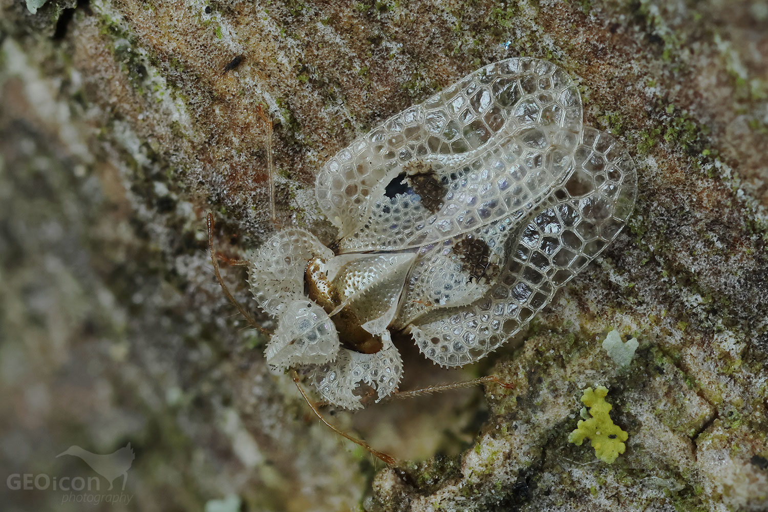 Corythucha ciliata / síťnatka platanová