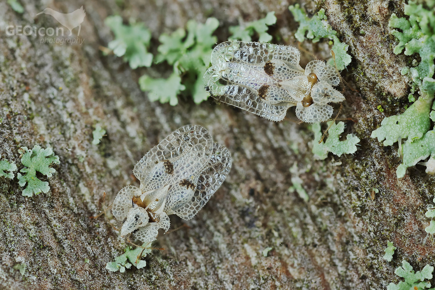 Corythucha ciliata / síťnatka platanová