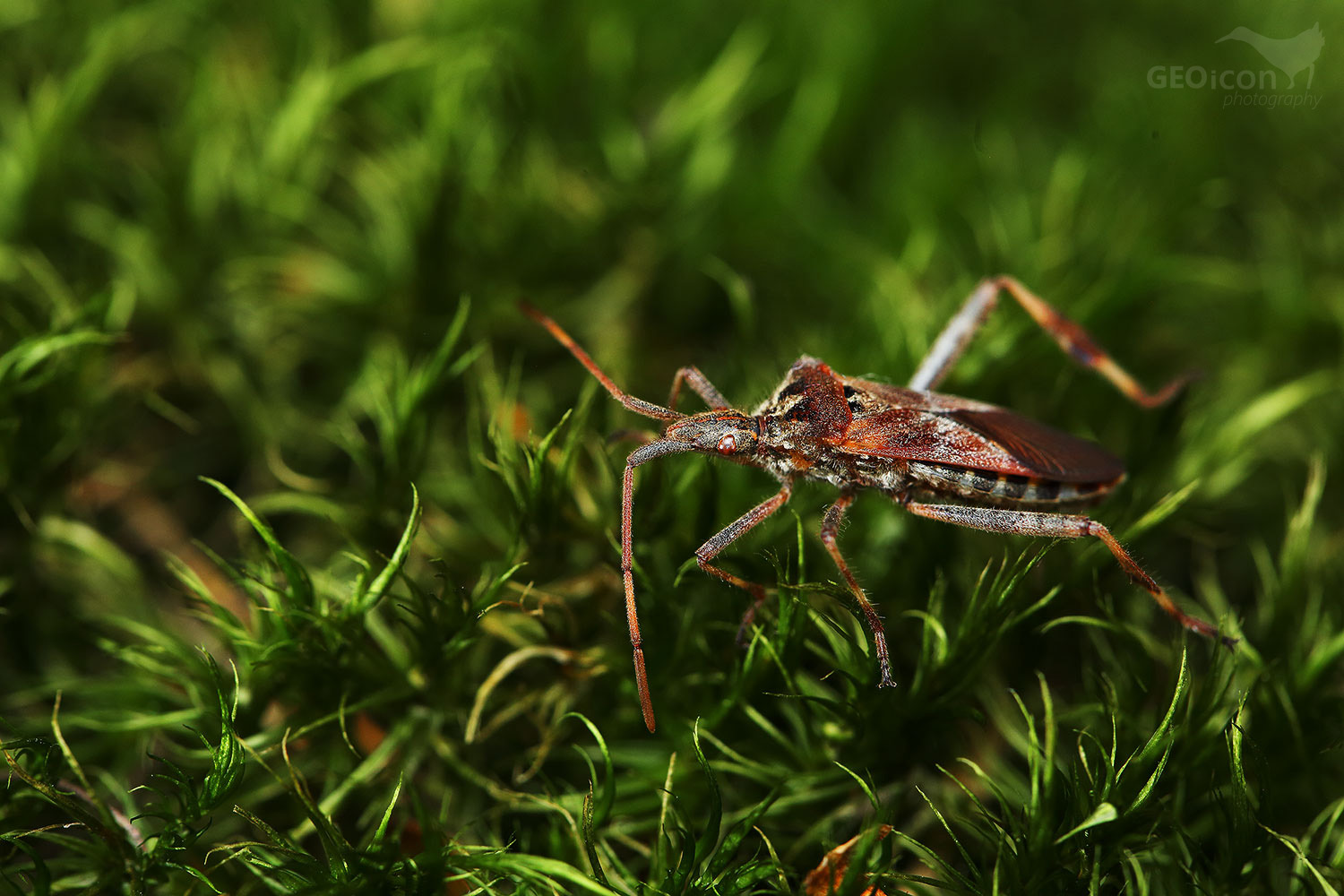 Western conifer seed bug / vroubenka americká (Leptoglossus occidentalis)