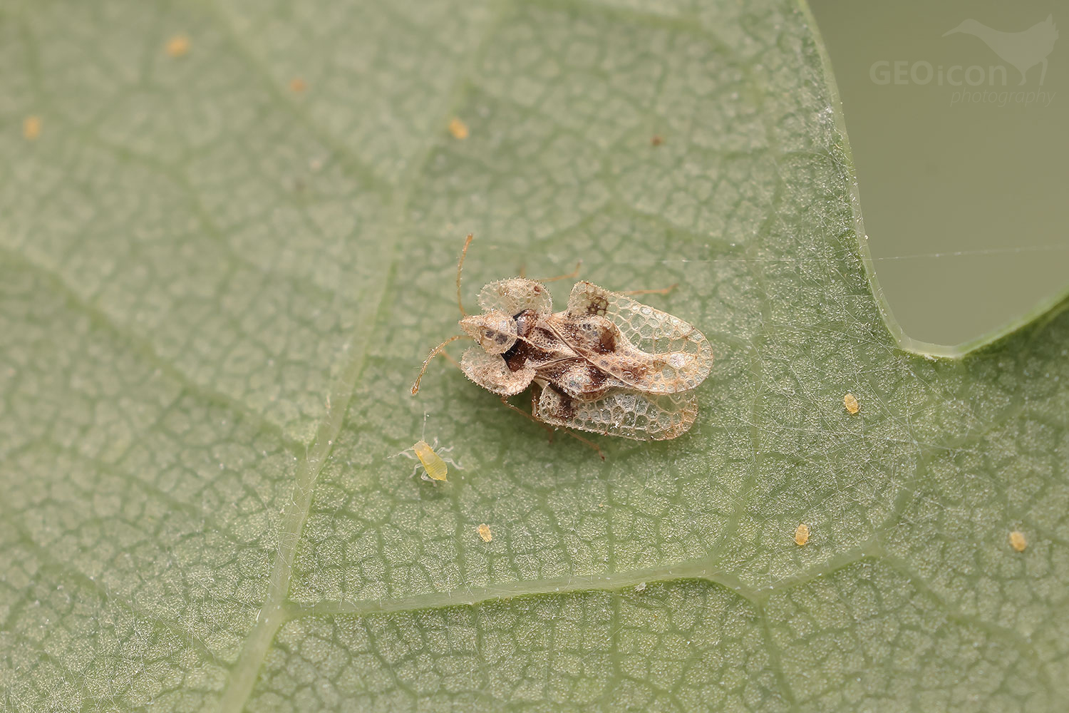 Corythucha arcuata / síťnatky dubové