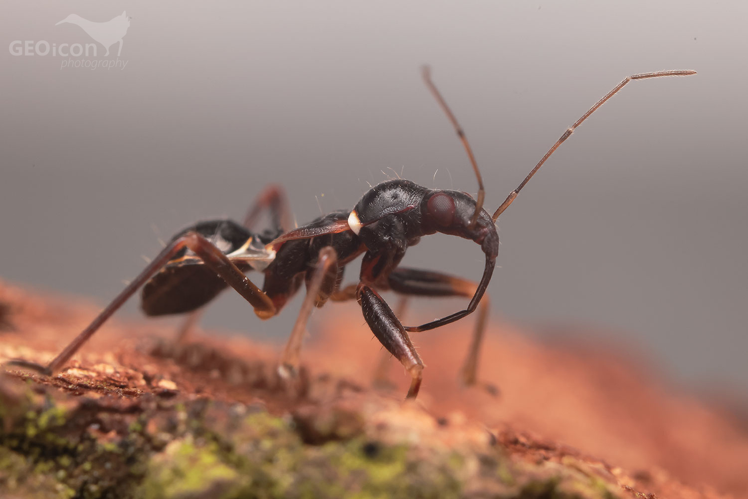 Himacerus mirmicoides / lovčice mravenčí