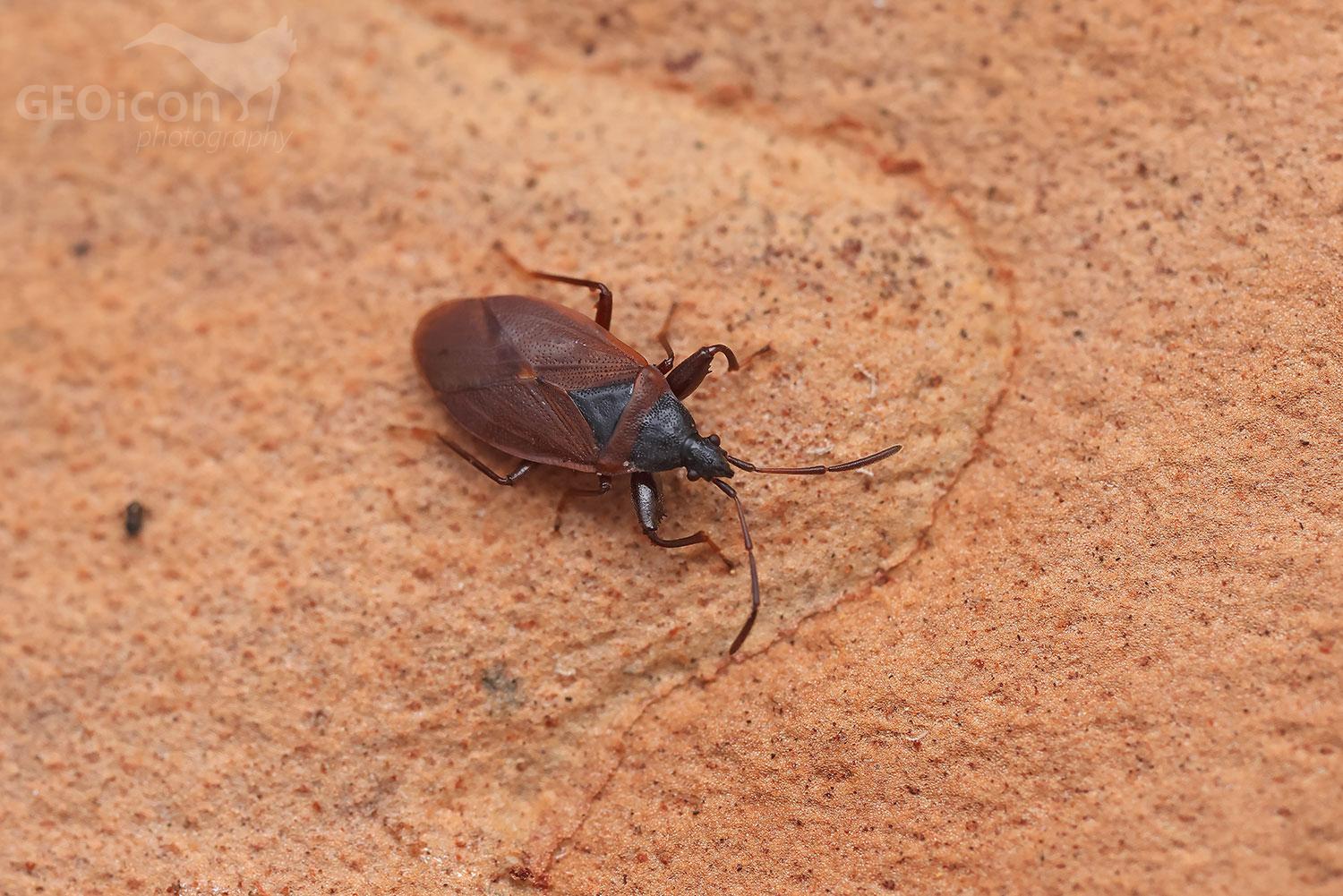 Gastrodes grossipes / pozemka plochá